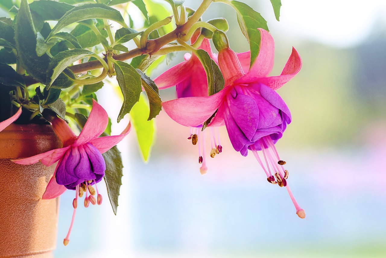 Tips to Establish an Ideal Eco-Friendly Indoor Garden